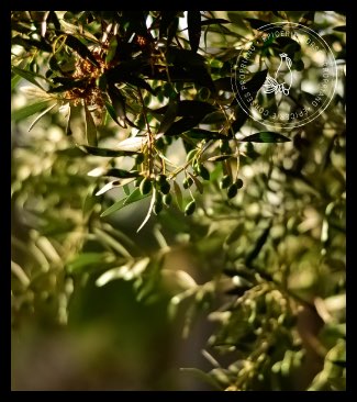 Huiles d&#039;Olive A Piazetta